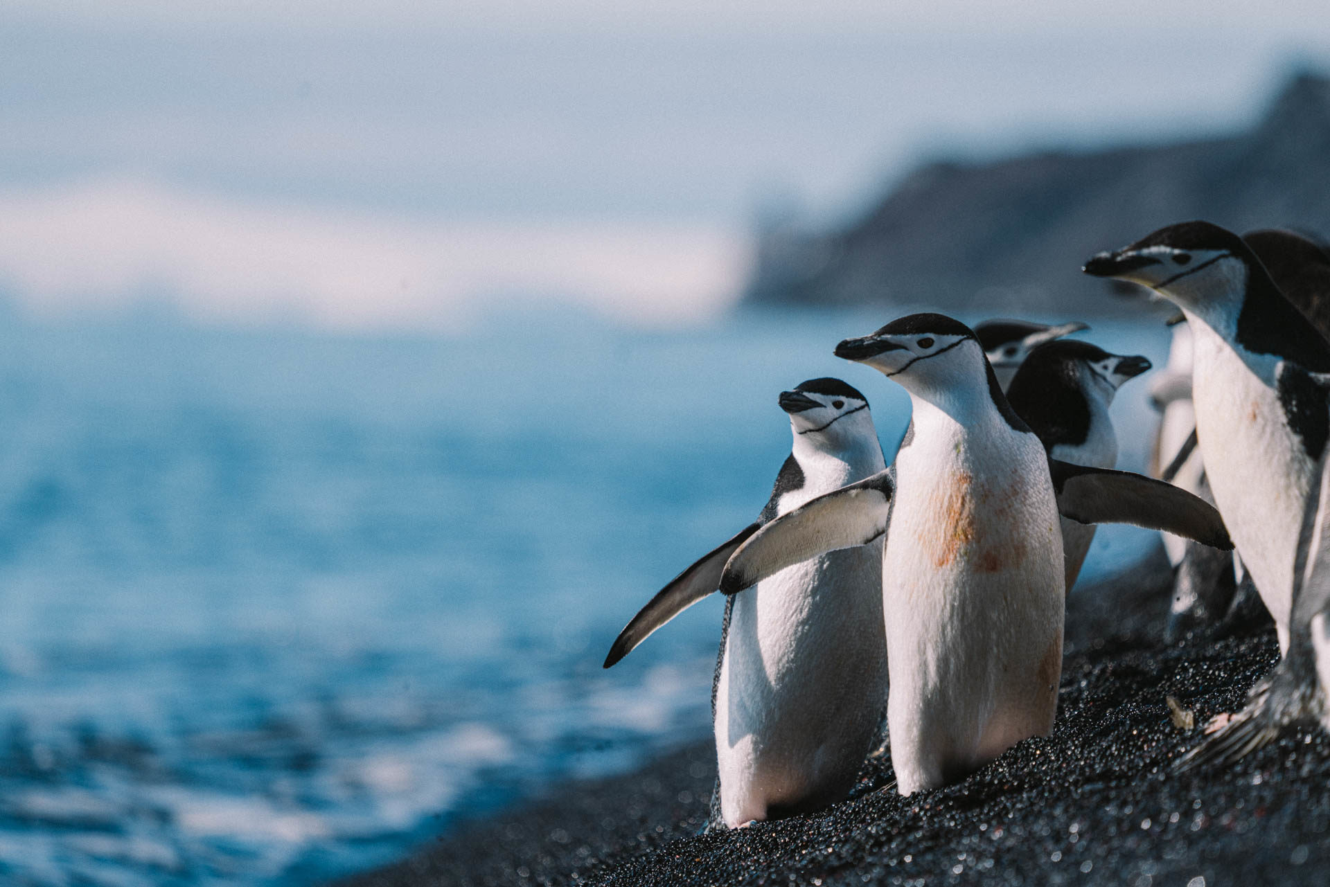 Chinstrap penguins in Antarctica. Photography by Machu, on a Classic Antarctica Air-Cruise.