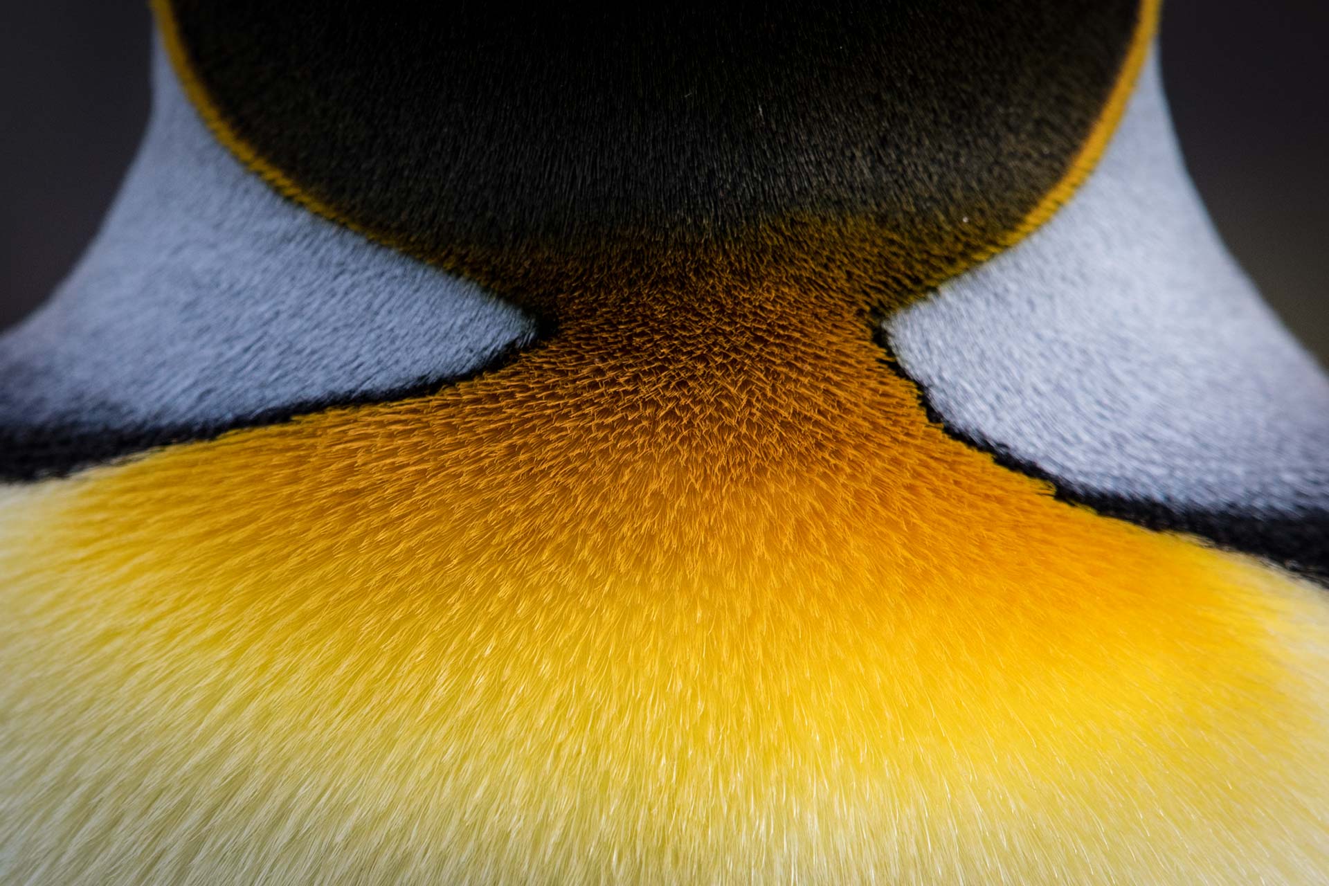 Close up detail of a King Penguin plumage. Photography by Rodrigo Moraga on an Antarctica & South Georgia Air-Cruise.