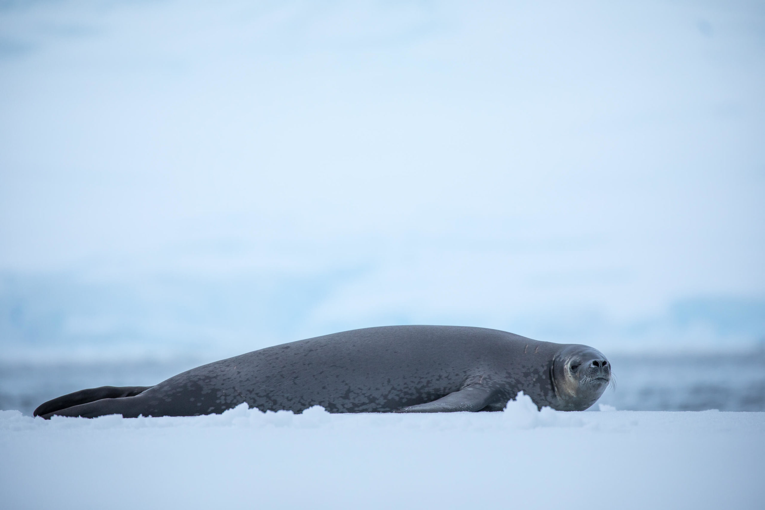 Crabeater seal in Antarctica.
