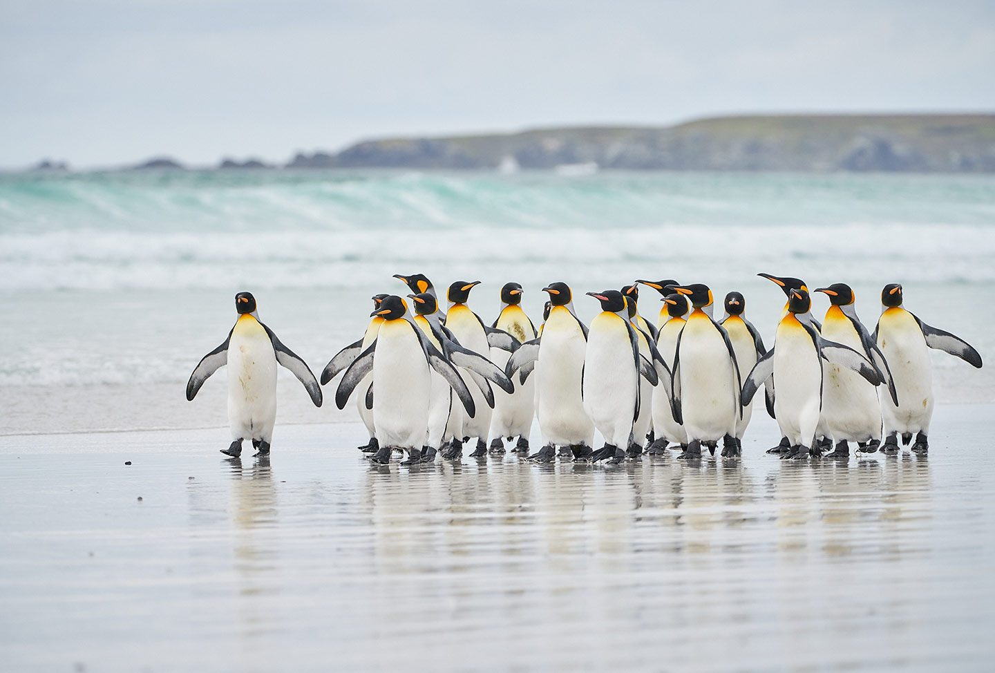 Meet King penguins on a white sand beach in the Falklands, on your Antarctica21 Sea Voyages to the Sub-Antarctic regions
